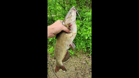 Catfishing Big Twin Creek