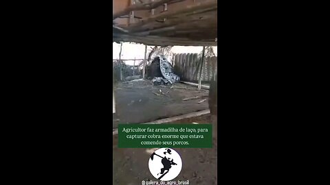 Cobra brasileira laçada
