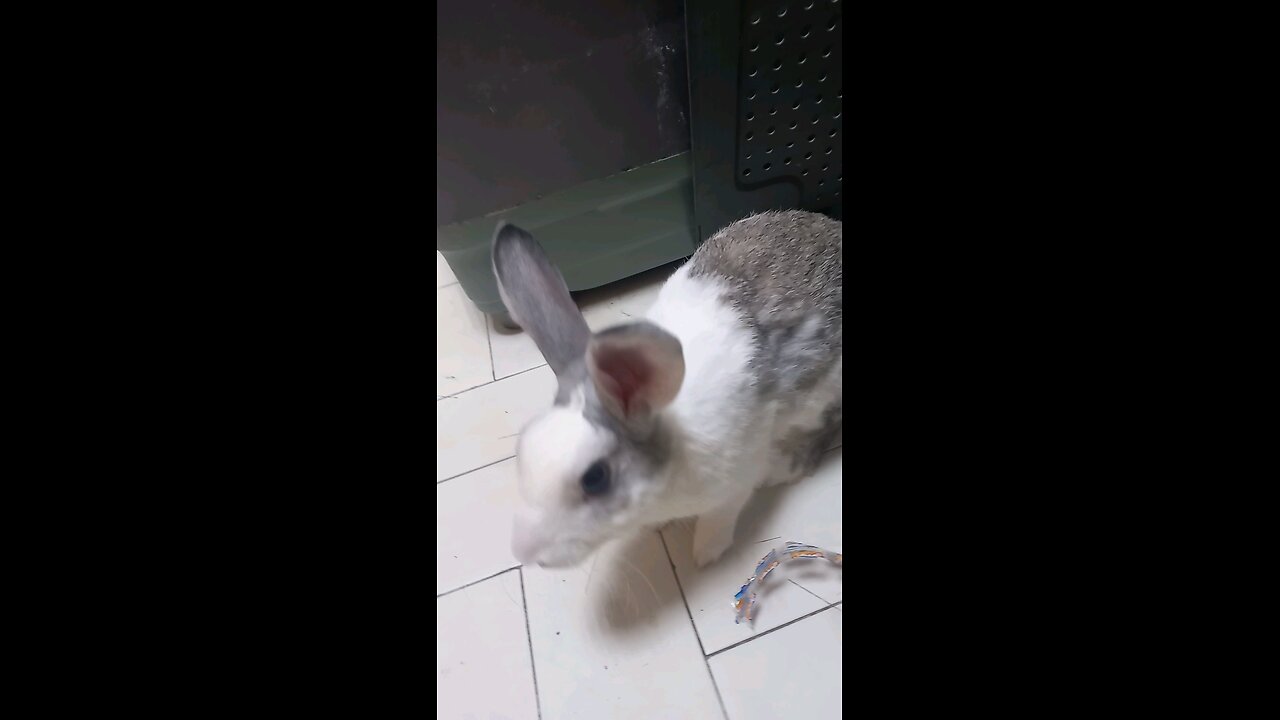 marble and Bunbun rabbit #rabbit