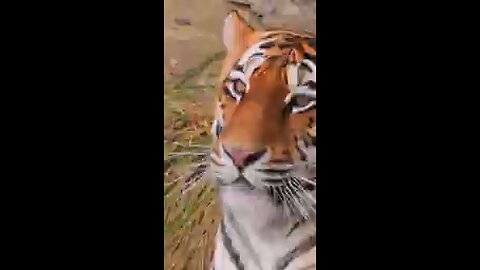 save Tigers