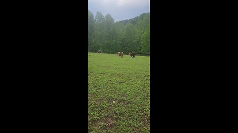 Cows and calves 2025.