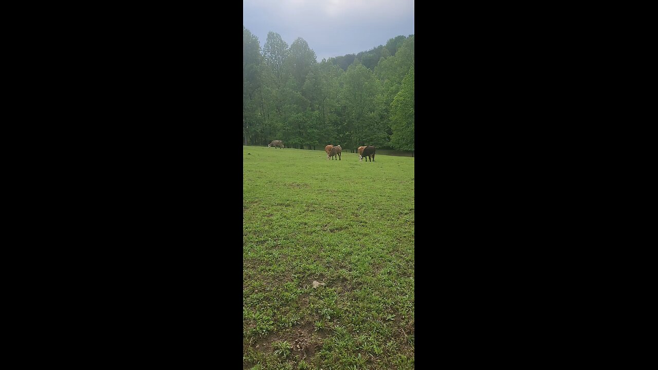 Cows and calves 2025.