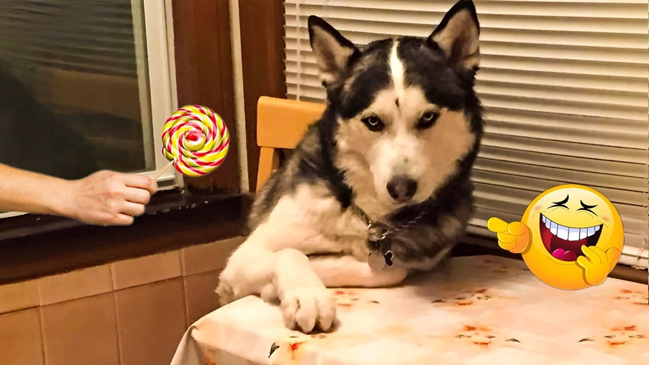 Endless Laughter! 😂 Funniest Dogs and Cats Compilation of 2025! | TRY NOT TO LAUGH 😂