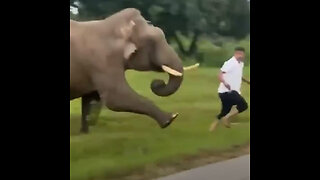 Quería un selfi, pero recibió el ataque de un elefante y una multa