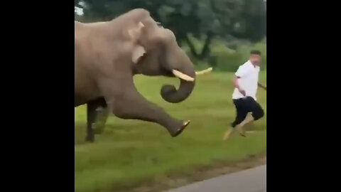 Quería un selfi, pero recibió el ataque de un elefante y una multa