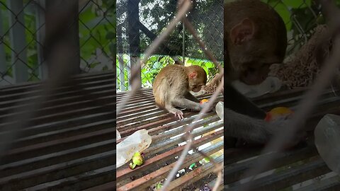 Caring for an Abandoned Monkey, the Mysterious Behaviors of Monkeys #13