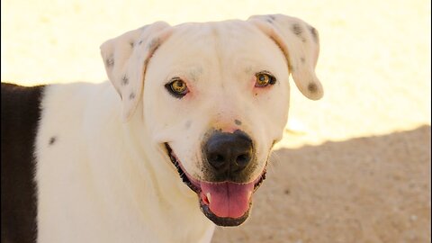 Beautiful puppy dumped in desert is now this magnificent girl.