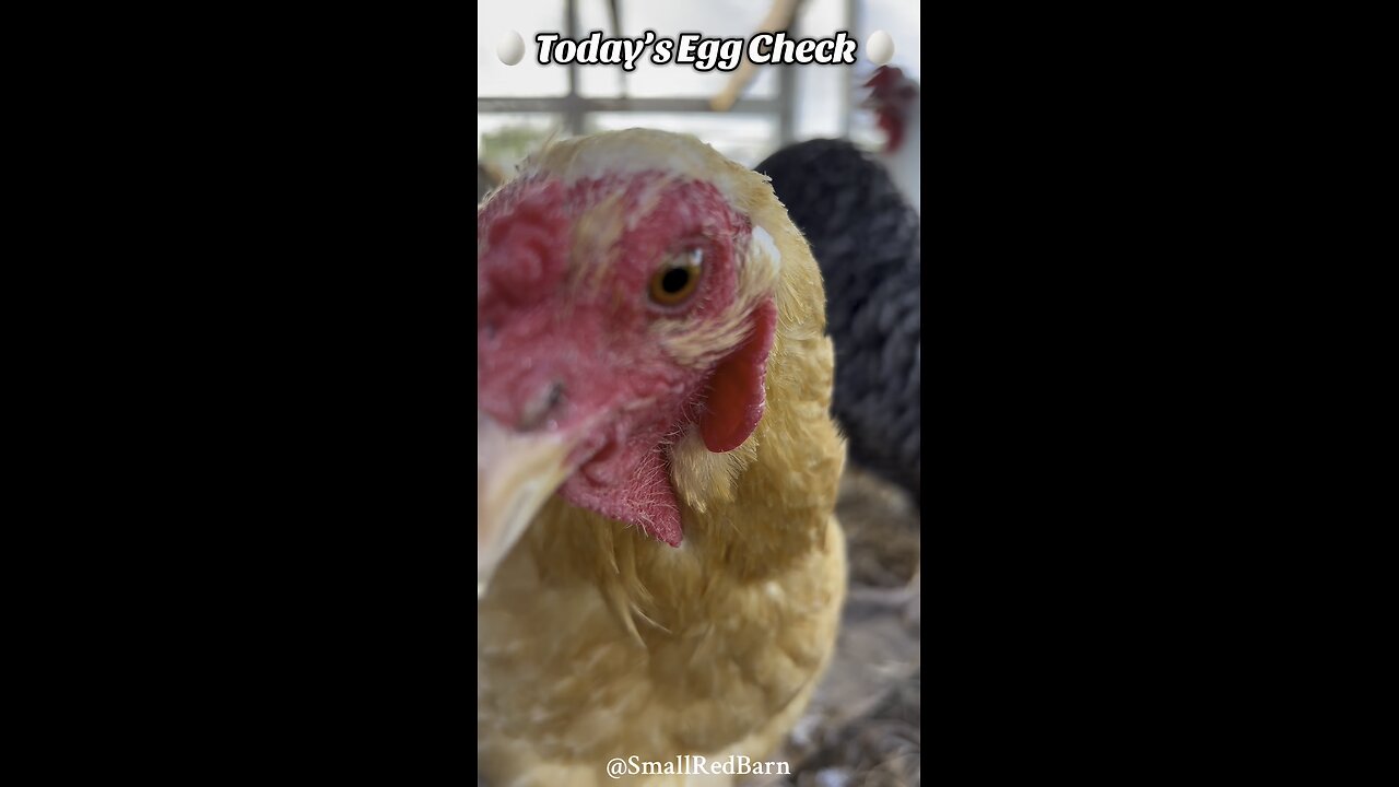 🥚 Today’s Egg Check! 🥚 #shorts