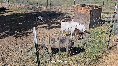 Graham Family Farm NW: 9:40 AM July 1 2025
