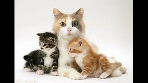 Mother cat protects her baby😺😻