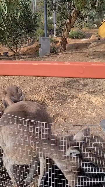 Kangaroos in Australia 🇦🇺