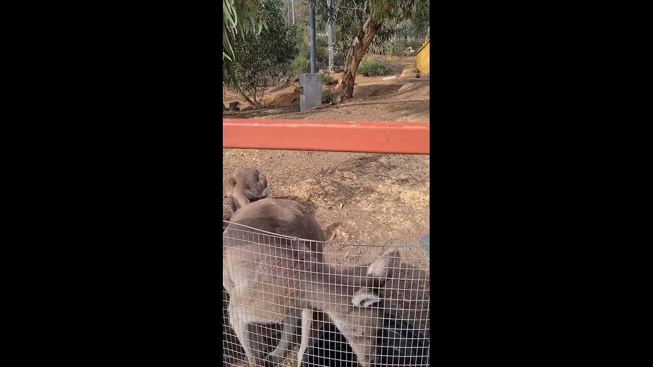 Kangaroos in Australia 🇦🇺