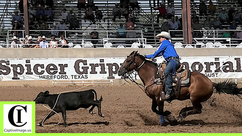 Tie-down Roping Round 2 Part 2🐂 2024 Spicer Gripp Memorial Roping
