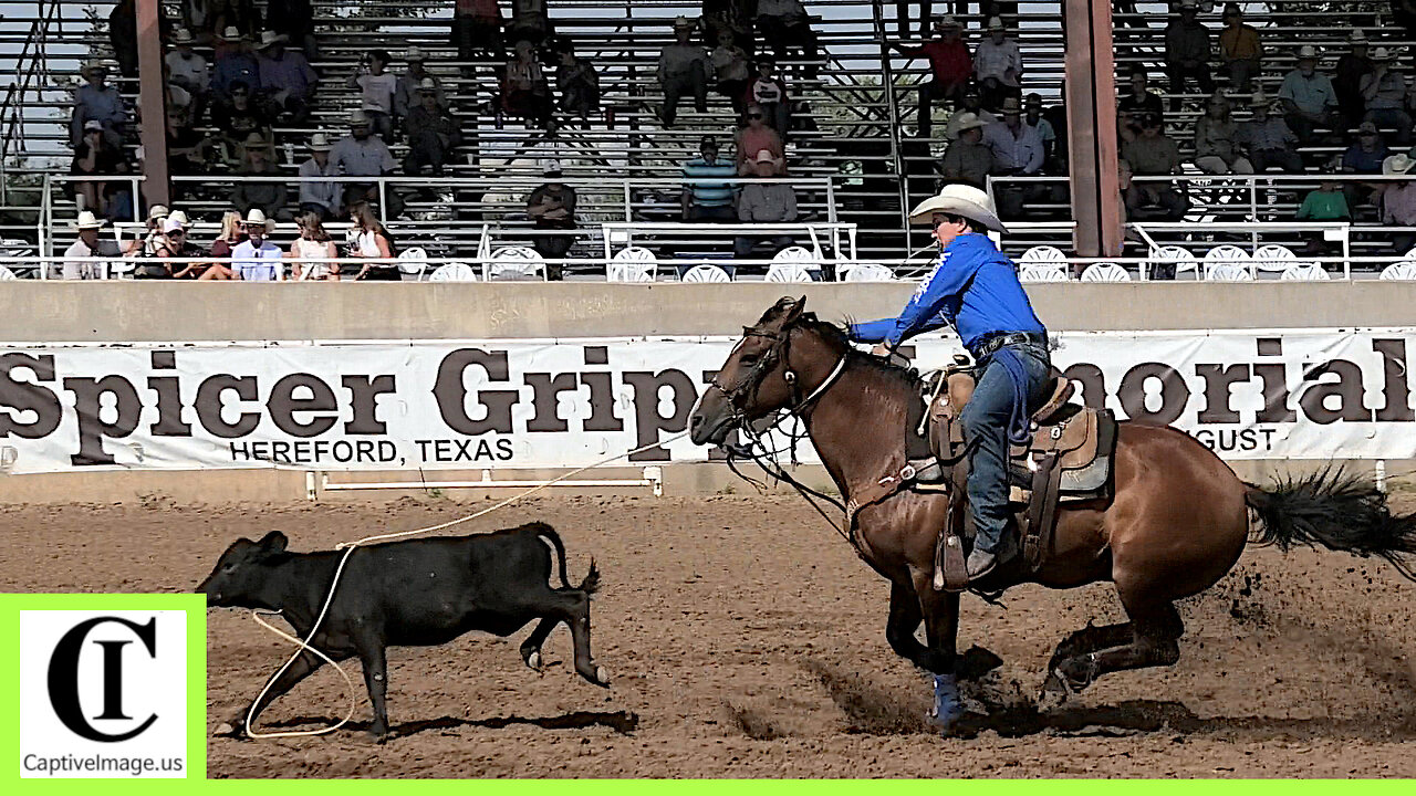 Tie-down Roping Round 2 Part 2🐂 2024 Spicer Gripp Memorial Roping