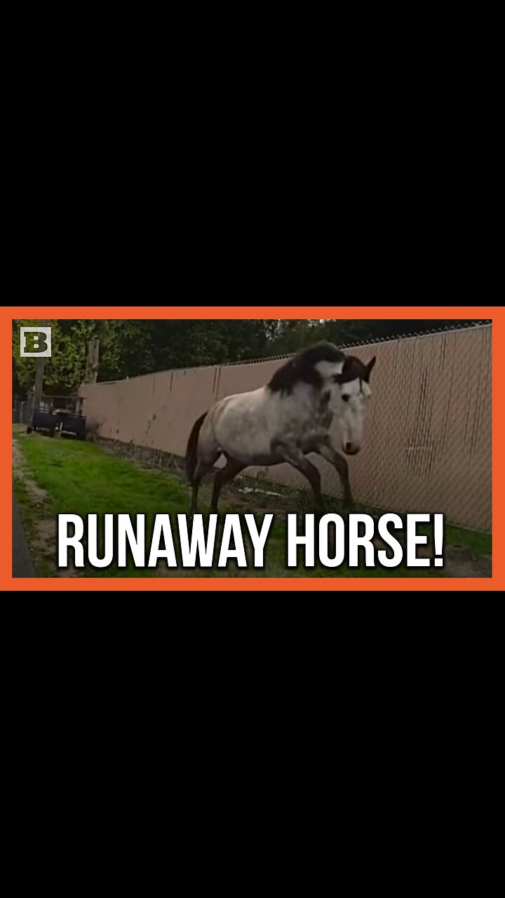 "Where Are You Supposed to Go?" Officer Chases Down Horse on the Loose!