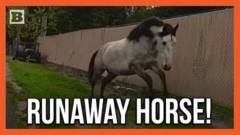"Where Are You Supposed to Go?" Officer Chases Down Horse on the Loose!