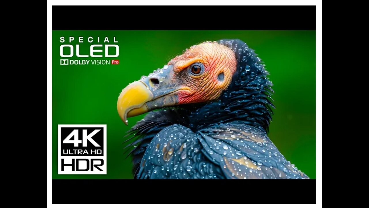 4K HDR Dolby Vision (60 FPS Video)