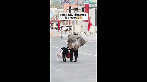 this is way why I became a dog lover