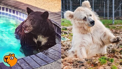 People are Scared of These Bears, But They're Sweethearts | Cuddle Buddies