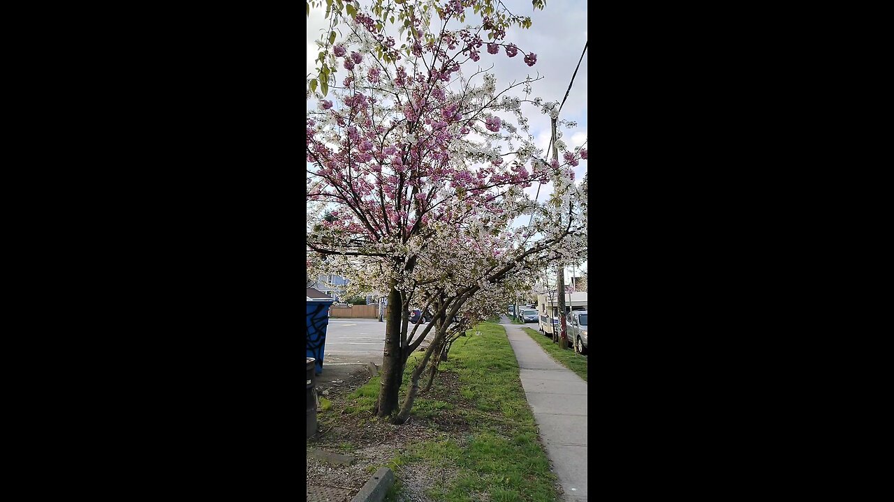 Ein Kirschbaum
