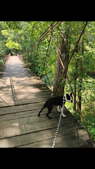 Baxter, taking me,for a walk