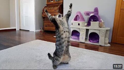 Silliest CATS on Earth 😂 Funny Cats Videos 2025