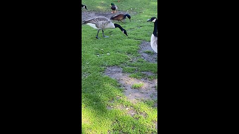 Mallard Ducks 🦆 & Canada Goose 🪿& squirrel 🐿️ #mallardducks #canadagoose #squirrel #duck #goose