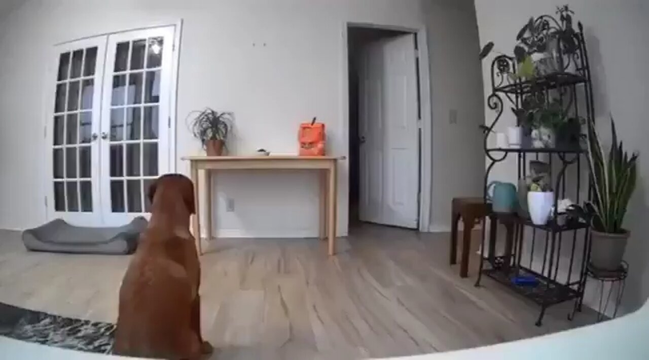 Dog Outsmarts Owner Cat Tattles