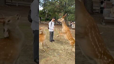 Funny animals #funnyanimals #animals #pets #shorts