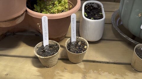 Sowed 🌱 My Fall 2025 Vegetables 🥕