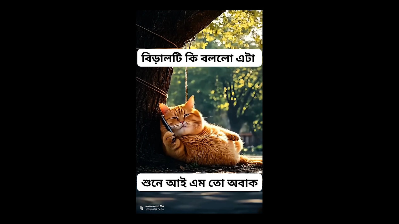 কিউট বিড়ালটি কি বললো এটা