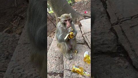 Funny monkey