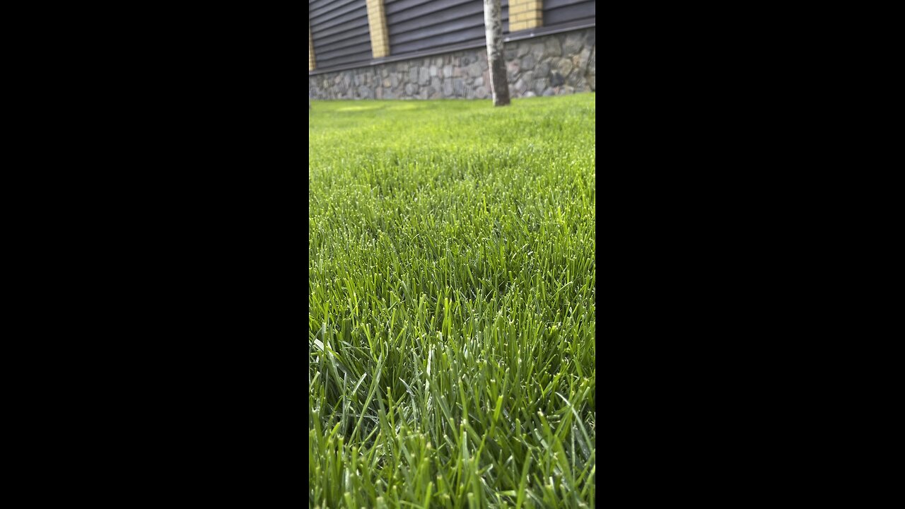 Green lawn