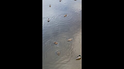 Mallard Ducks 🦆 #mallardducks #ducks #duck #shorts #trending #viral #followme