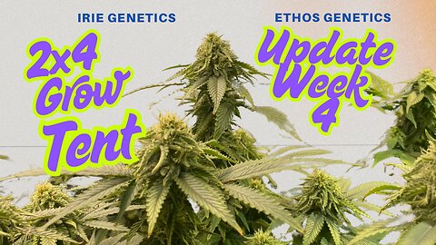 2x4 Grow Tent Update: Irie Genetics | Ethos Genetics