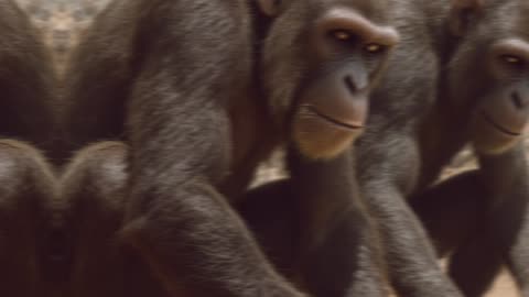 Homo habilis: Surviving the African Savanna | Life 2 Million Years Ago