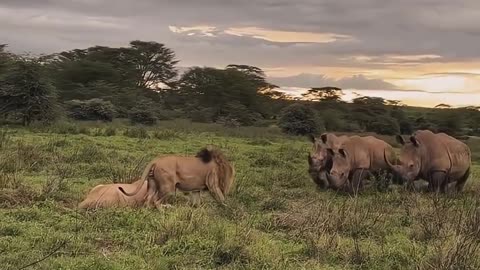 animals