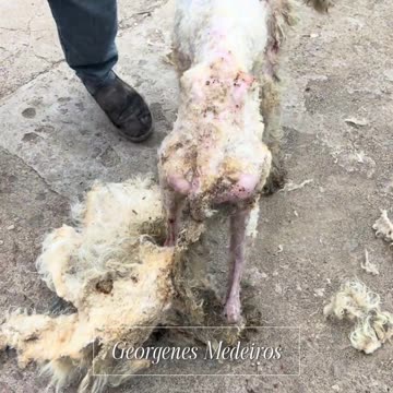 Bath and grooming like a prince 👑✨ He doesn't even look the same! #AnimalRescue, #BeforeAndAfter