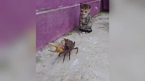 😂 Funniest Animals Caught on Camera 2025 🐶🐱 | Try Not to Laugh Challenge