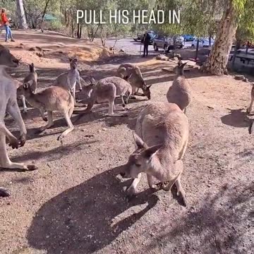 Kangaroo diaries only in Australia 🇦🇺