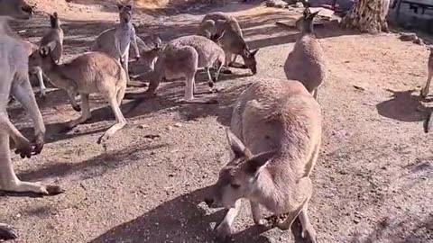 Kangaroo diaries only in Australia 🇦🇺