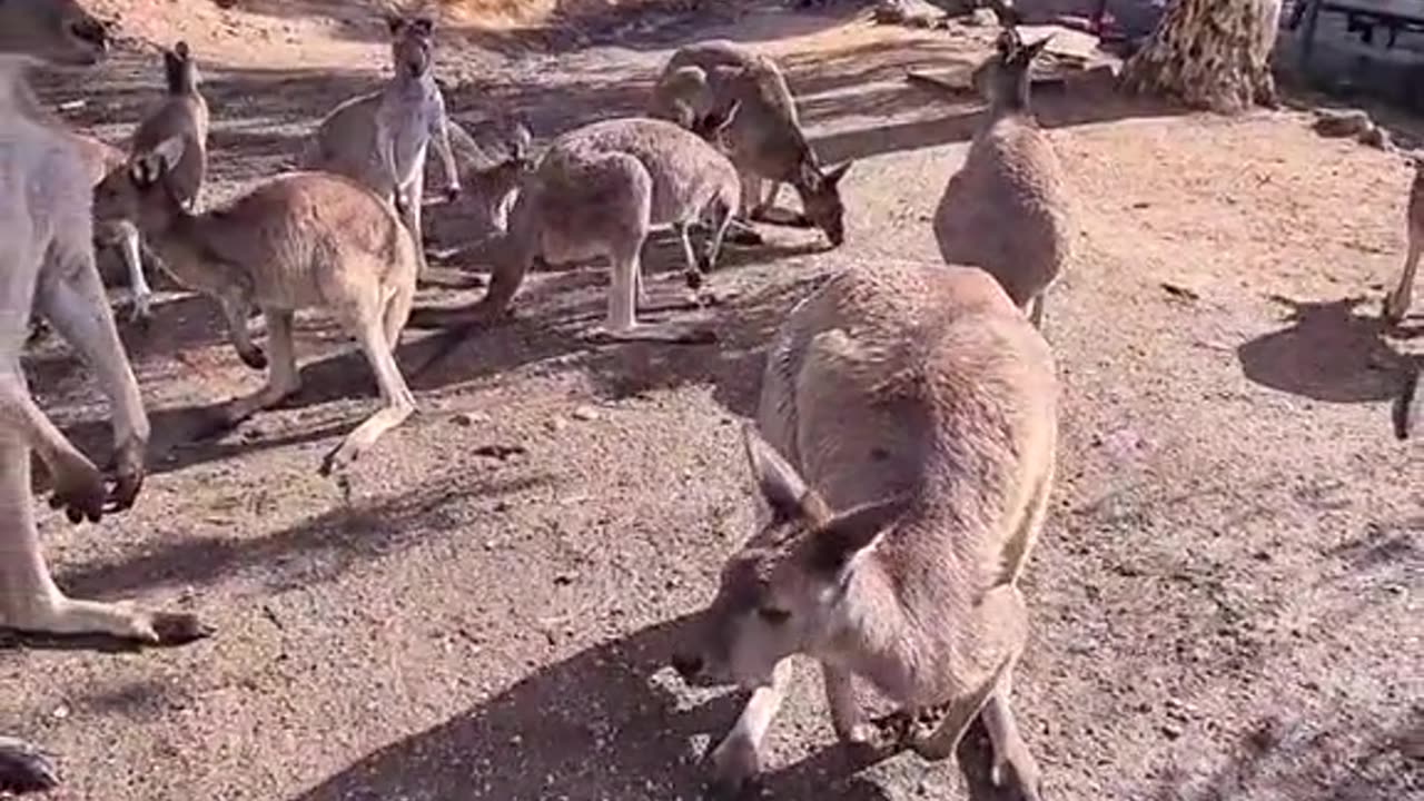 Kangaroo diaries only in Australia 🇦🇺