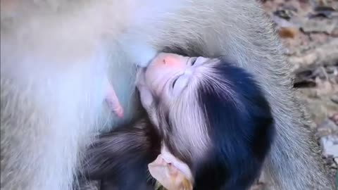 Baby Monkey 🐒 🙈 🙊