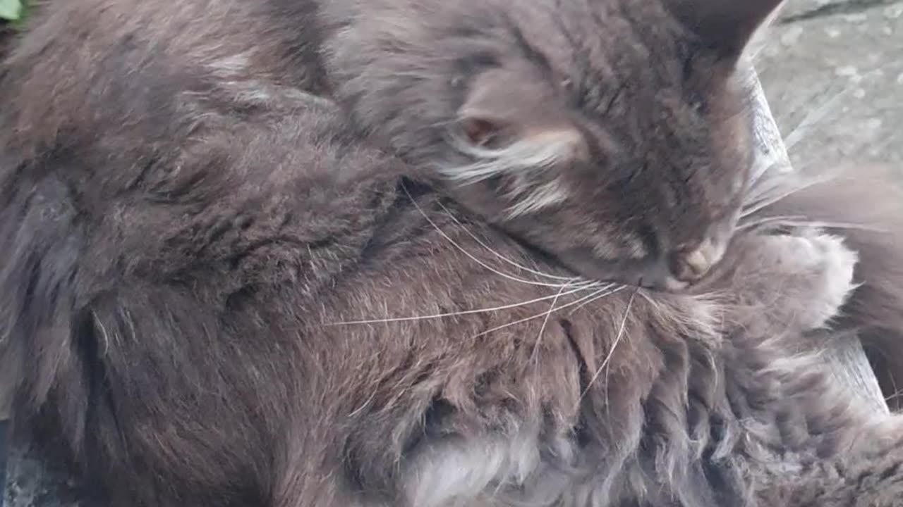 Milab - Falcons and Cats