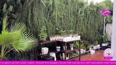Monthly Q&A August '25 Comments Review Orchid Diverse Topics #ninjaorchids Hang Out #ninjaorchids