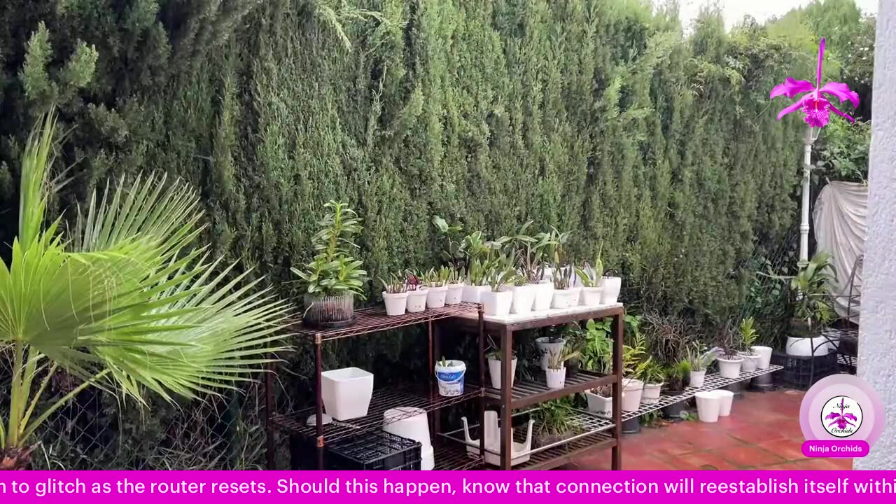 Monthly Q&A August '25 Comments Review Orchid Diverse Topics #ninjaorchids Hang Out #ninjaorchids