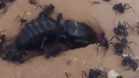 😮🕷️ Watch This Incredible Camel Spider Attack! | FeedMyCuriosity