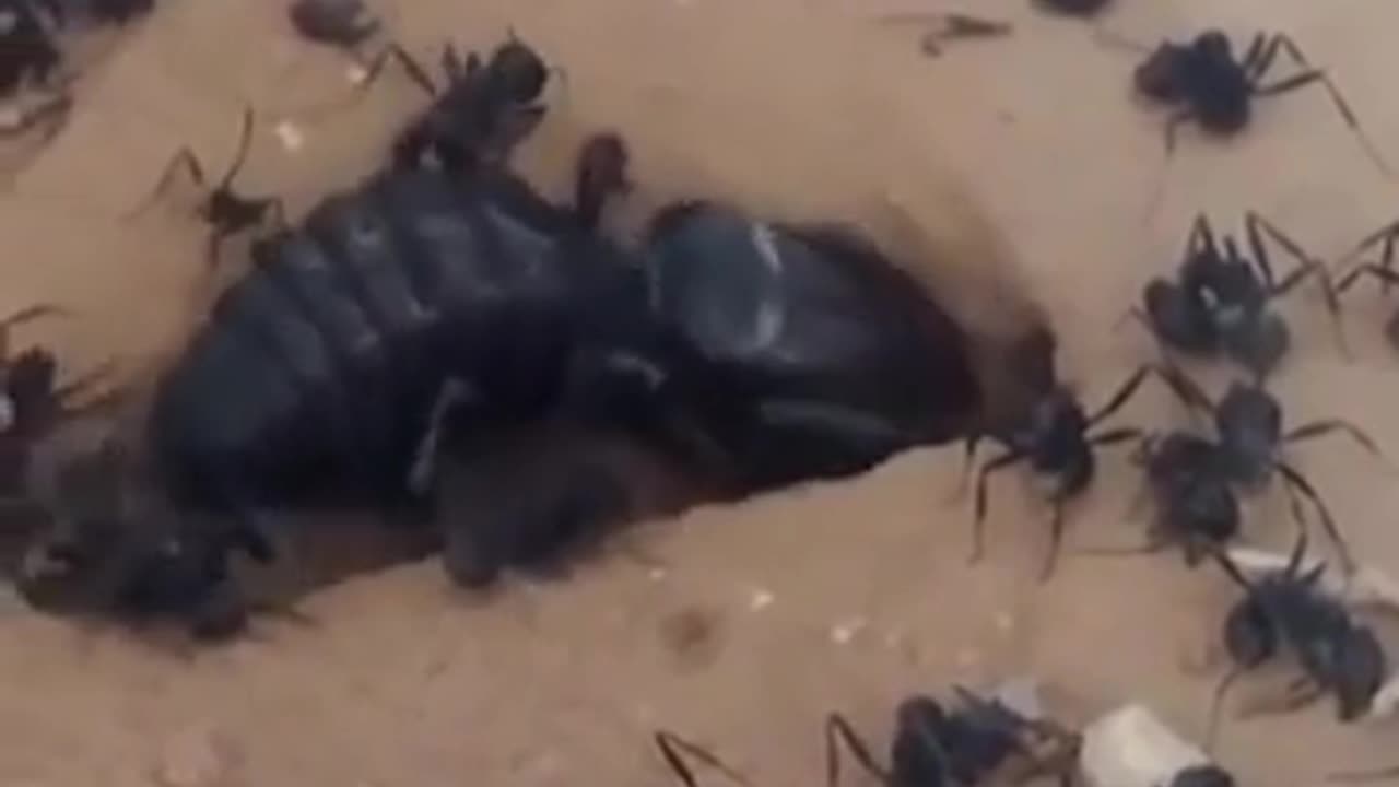 😮🕷️ Watch This Incredible Camel Spider Attack! | FeedMyCuriosity