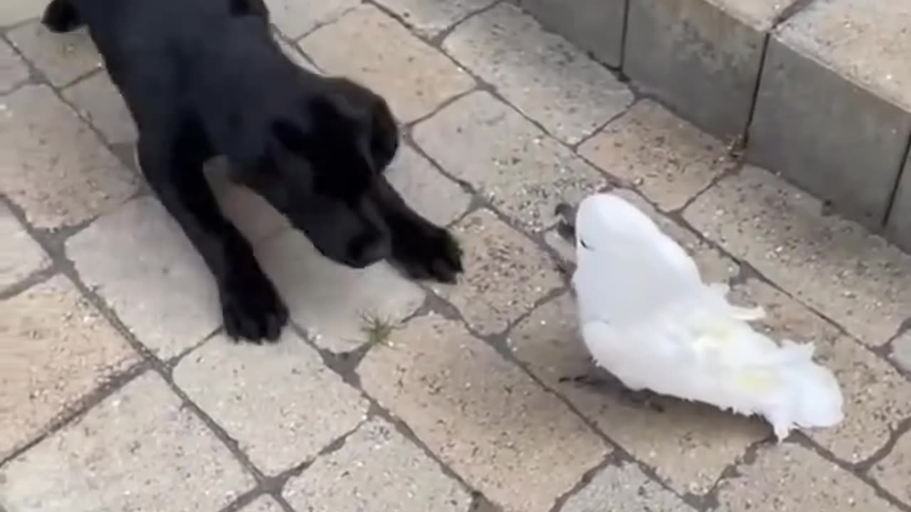 parrot barks at dog! 🦜🐶😂