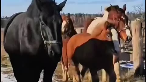 Kentucky Derby 2025 Free Live 𝚂treaming on R𝚎ddit & CrackSt𝚛eams